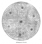 Irish shield