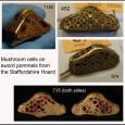 The Typochronology of Sword Pommels from the Staffordshire Hoard By Svante Fischer and Jean Soulat Paper given at the Staffordshire Hoard Symposium, held at the British Museum, March, 2010 Introduction: Typology...
