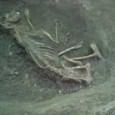 Dogs in graves – a question of symbolism? By Anne-Soﬁe Gräslun PECUS. Man and animal in antiquity. Proceedings of the conference at the Swedish Institute in Rome, September 9-12, 2002...