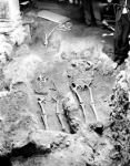 EXCAVATION in 1968: The picture shows two of the skeletons found under the chancel of Stavanger Cathedral. The skeletons were sent to the Anatomical Institute in Oslo, and then came home again – all mixed together. At the Archaeological Museum the bones are now assembled to constitute whole skeletons again. Photo courtesy University of Stavanger