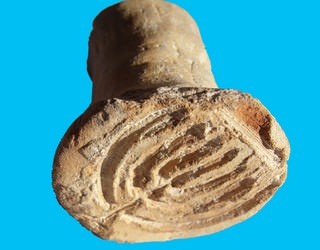The tiny stamp was used to identify baked products and it probably belonged to a bakery that supplied kosher bread to the Jews of Acre in the Byzantine period.