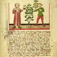 This study examines thirteen English vernacular medical texts, dating from approximately the tenth to the fifteenth centuries, for evidence of magiferous healing plants. 