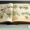 To an early modern, nothing could be fully learned through a “hands off” approach. Heidi Brayman Hackel corroborates this with her book, Reading Material. Critical to early modern thoughts on comprehension was “taking note,” a phrasing that carried the double implication of both noticing and annotating...