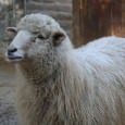 It may be possible to substitute a readily available double coated sheep fleece from the American Southwest for the original Scandinavian double coated fleece in order to make suitable vadmal fabric for clothing