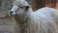 The genetic and historical linkage between the Old Norwegian Sheep, the Icelandic Sheep and the Navajo Churro It may be possible to substitute a readily available double coated sheep fleece from the American Southwest for the original Scandinavian double coated fleece in order to make suitable vadmal fabric for clothing