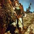 Shooting Arrows Through Myth and History: The Evolution of the Robin Hood Legend This study begins with an examination of Robin Hood as he appeared in popular media from the fourteenth century through the twenty-first century.