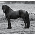 Herding horses: a model of prehistoric horsemanship in Scandinavia – and elsewhere? This article discusses a possible system of horse keeping, used in prehistoric Scandinavia, with focus on the Late Iron Age.