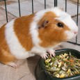 Guinea Pigs were popular pets during the Renaissance, study finds The guinea pig was introduced to Europe during the 16th century by Spanish conquistadors. A Belgian archaeozoologist has found new evidence which suggests that the guinea pig was kept as pets by the wealthier middle class.
