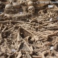 Death on the Dorset Ridgeway: a Viking Murder Mystery Angela Boyle recounts the extraordinary archaeological discovery made in the summer of 2009 in Dorset in southwest England.