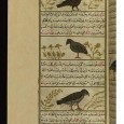 Falcons and Falconry in Al-Andalus Falconry was valued as a major element of the cultural transfer between the medieval elite of western Christianity and Islam, connecting the pre-Islamic world of the Near East with the Umayyad and Abbasid courts on one hand and Christian Europe on the other.