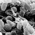 Researchers from the University of Tuebingen in Germany are uncovering more evidence that is linking the Black Death with earlier plagues.