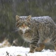 The Highland Tiger has roots that run deep in Scottish consciousness. The area now called Caithness means 'Land of the Cats' or 'Land of the Cat People.'
