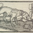 Man Bites Dog: Alarming Effects of Medieval Animal Venom This paper was part of a fantastic series on mental health and disability in the Middle Ages. It was very humorous. This paper examined various types of bites, the "medieval symptoms" and some cures. So if you don't want to bark like a dog, or lash out at people with your teeth, read on...