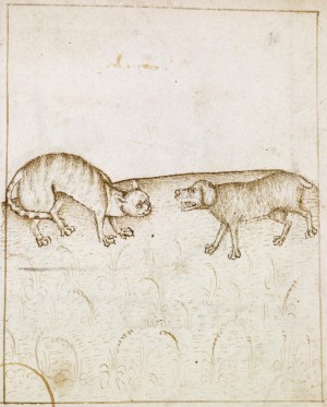 Cat and Dog - image courtesy Walters Art Museum