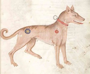 medieval pet names - Medieval illumination of a dog, 14th century, from a Codex in the Czech Republic