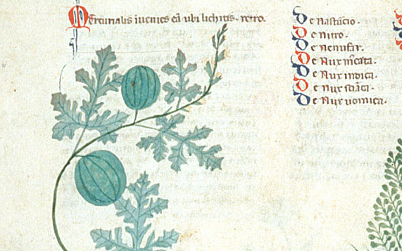 Image of watermelon from the Tractatus de herbis, British Library ms. Egerton 747, which was produced in southern Italy, around the year 1300