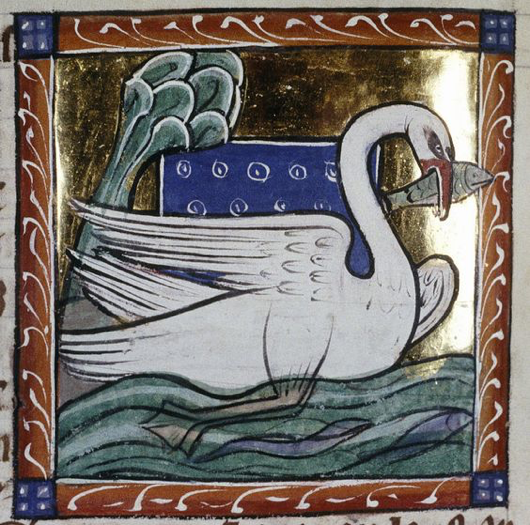 Swan from Bodleian Library, MS. Bodley 764, Folio 65v.