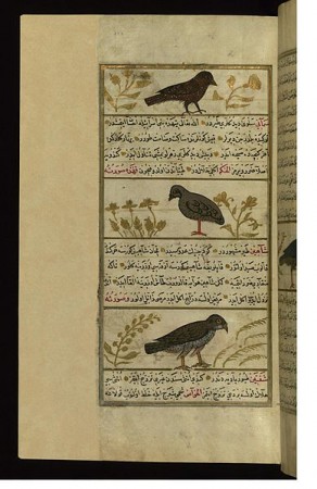 Medieval Birds - This folio from Walters manuscript W.659 depicts a starling, a quail, and a royal falcon.