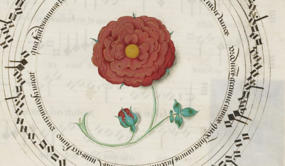 16th century Red Rose - from British Library MS Royal 11 E XI