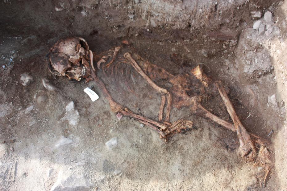 Skeleton Greenland