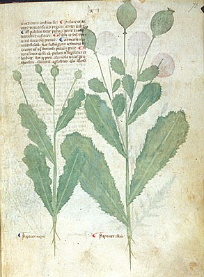 opium