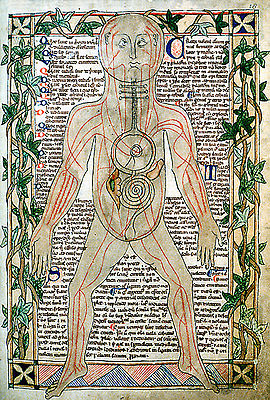 13th_century_anatomical - medicine