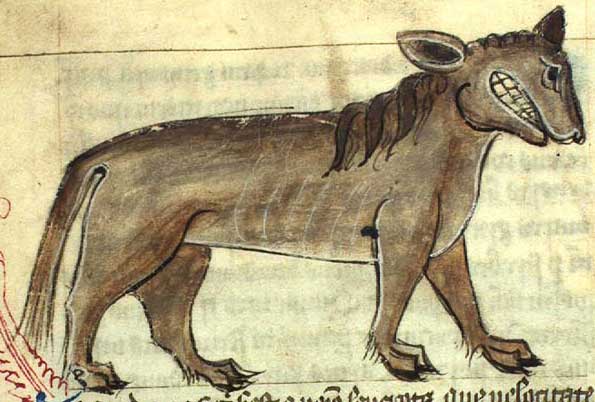 A Crocotta, as portrayed in the Aberdeen Bestiary