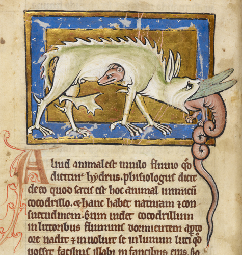 Hydrus in British Library MS Royal 12 C XIX f. 12v 