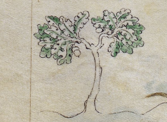 Trees in the Middle Ages