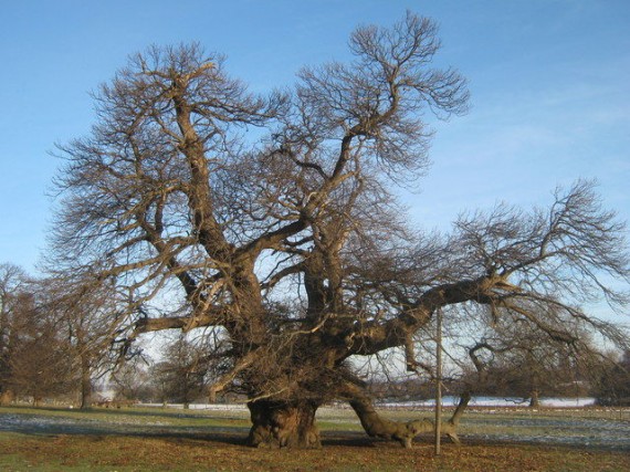 These trees can remain standing for centuries. The Fredville Oak, also known as Magesty is located in Kent, and is believed to be between 500 and 600 years old. 