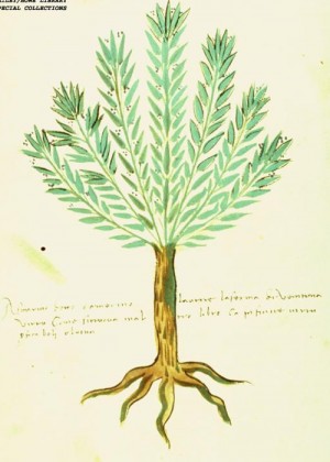 Rosemary pictured in an Italian manuscript from around the year 1500
