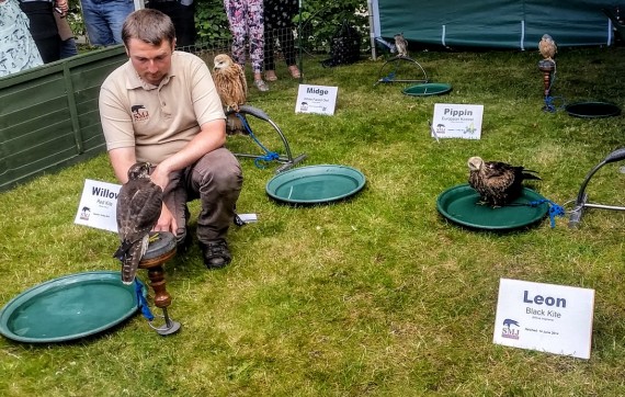 Falconry demonstration at IMC Leeds 2015. Photo by Medievalists.net