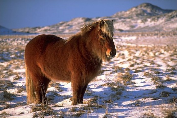 An Icelandic horse near Krýsuvík. Photo by Andreas Tille / Wikimedia Commons