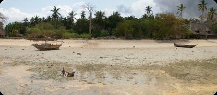 Medieval Zanzibar’s environment damaged by urban growth, study finds
