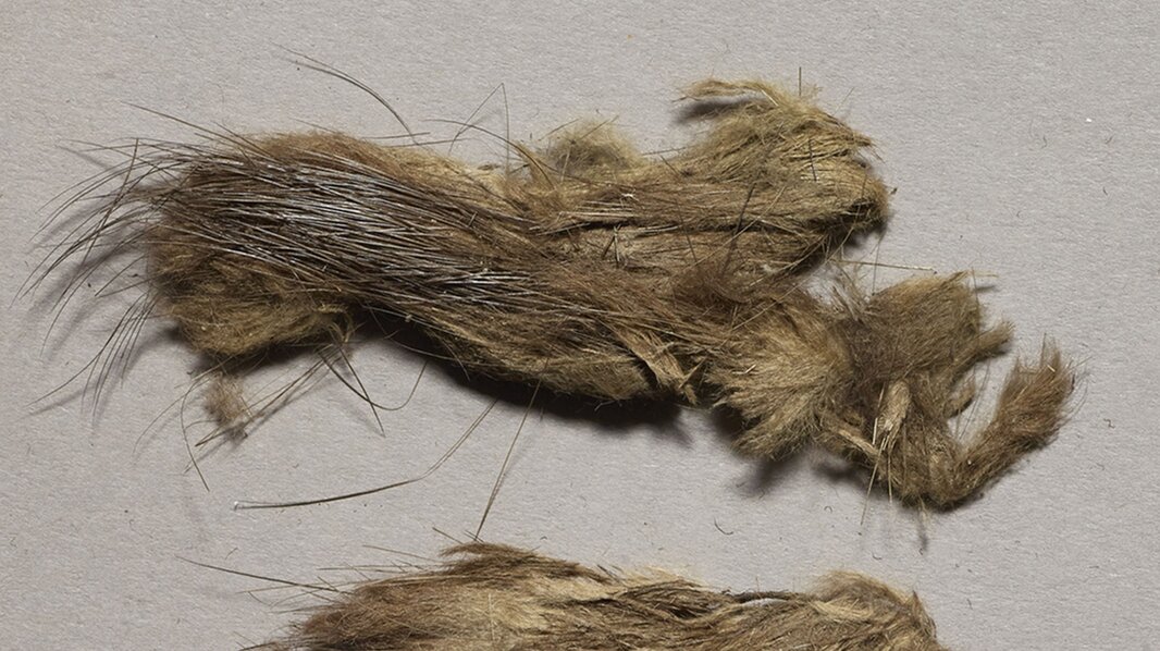 Elite Vikings wore beaver furs, study finds