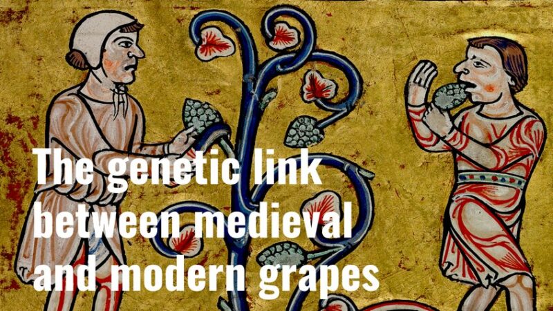 The genetic link between medieval and modern grapes - Medievalists.net