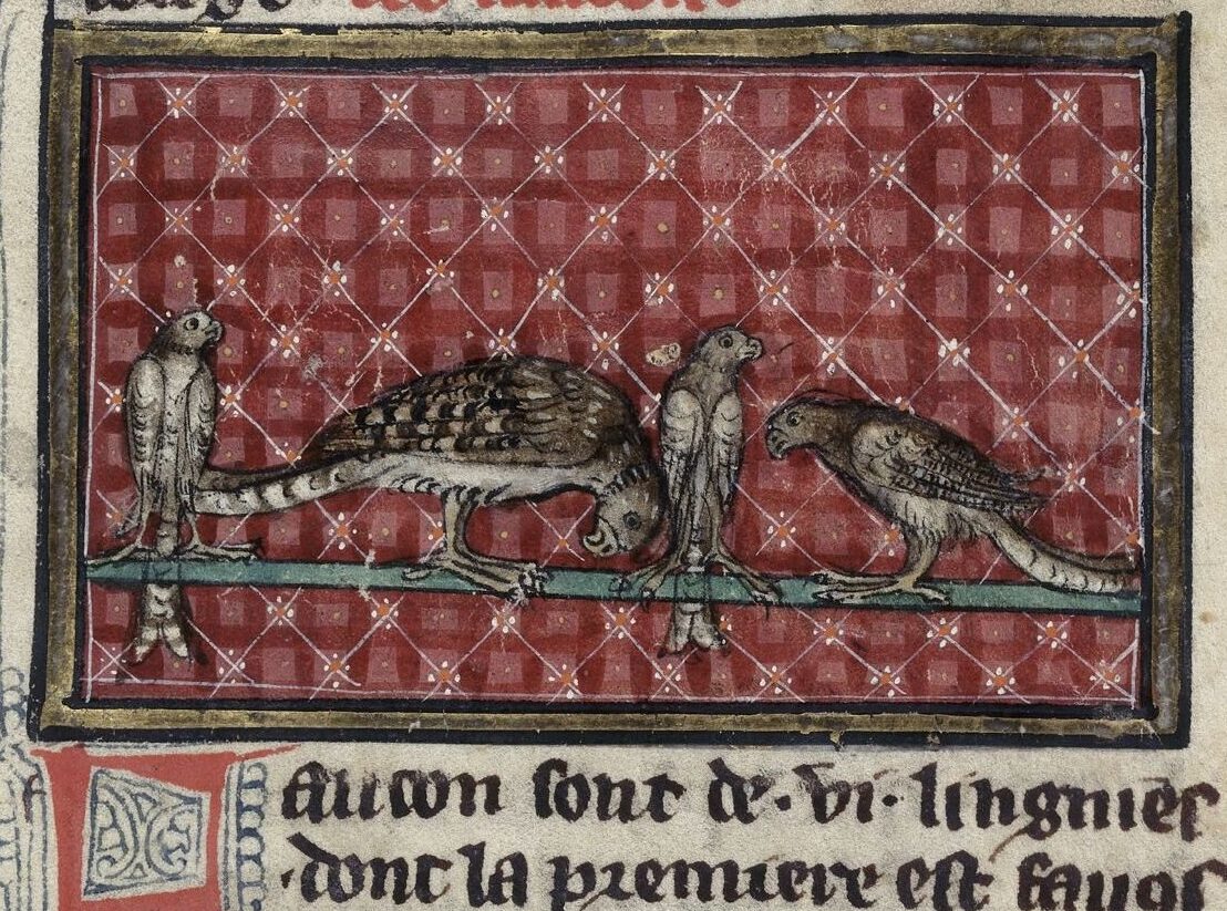 Ortaçağ Yırtıcı Kuşları İnsan Atıklarıyla...