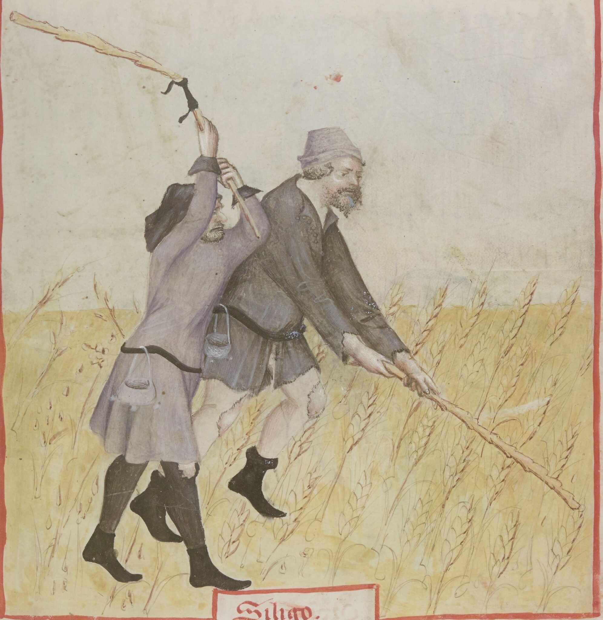 Medieval Rye Rethinking Rye: Study Reveals Medieval Cultivation Was Intensive and ...
