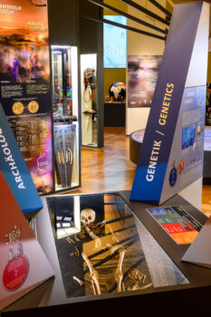 Museumsraum mit AusstellungswÃ¤nden zu ArchÃ¤ologie, Materialkultur und Genetik sowie einem Skelett in einer Glasvitrine im Vordergrund (Text KI-unterstÃ¼tzt generiert)