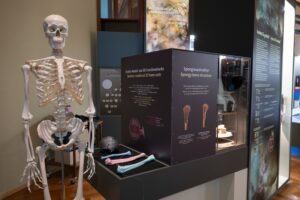 Skelettmodell neben einer Museumsvitrine mit Informationsgrafiken und KnochenprÃ¤paraten, darunter mehrere farbige Knochenmodelle und ein schwarzer SchÃ¤del (Text KI-unterstÃ¼tzt generiert)